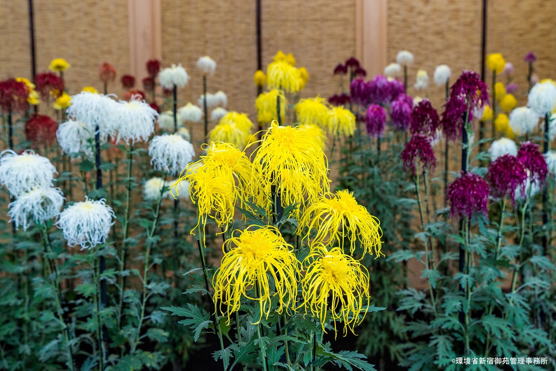 菊５　