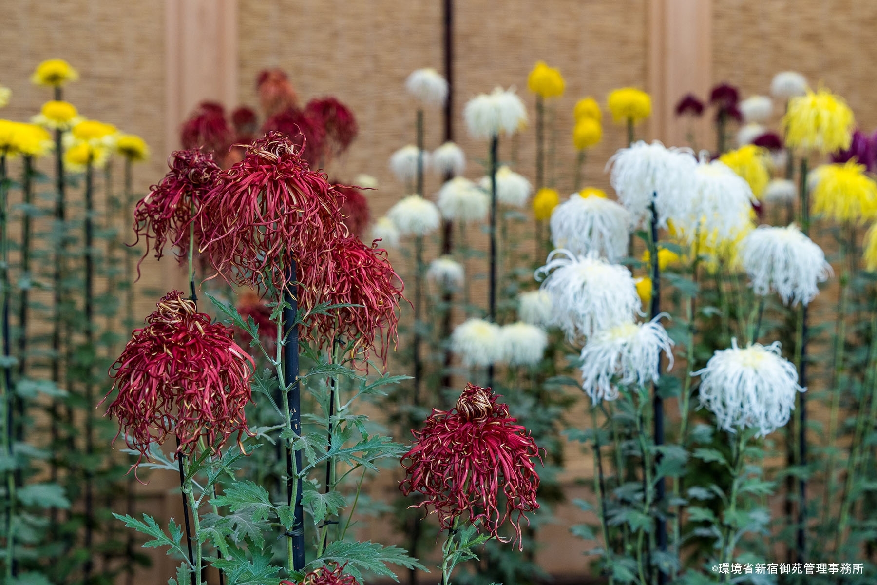 菊６　