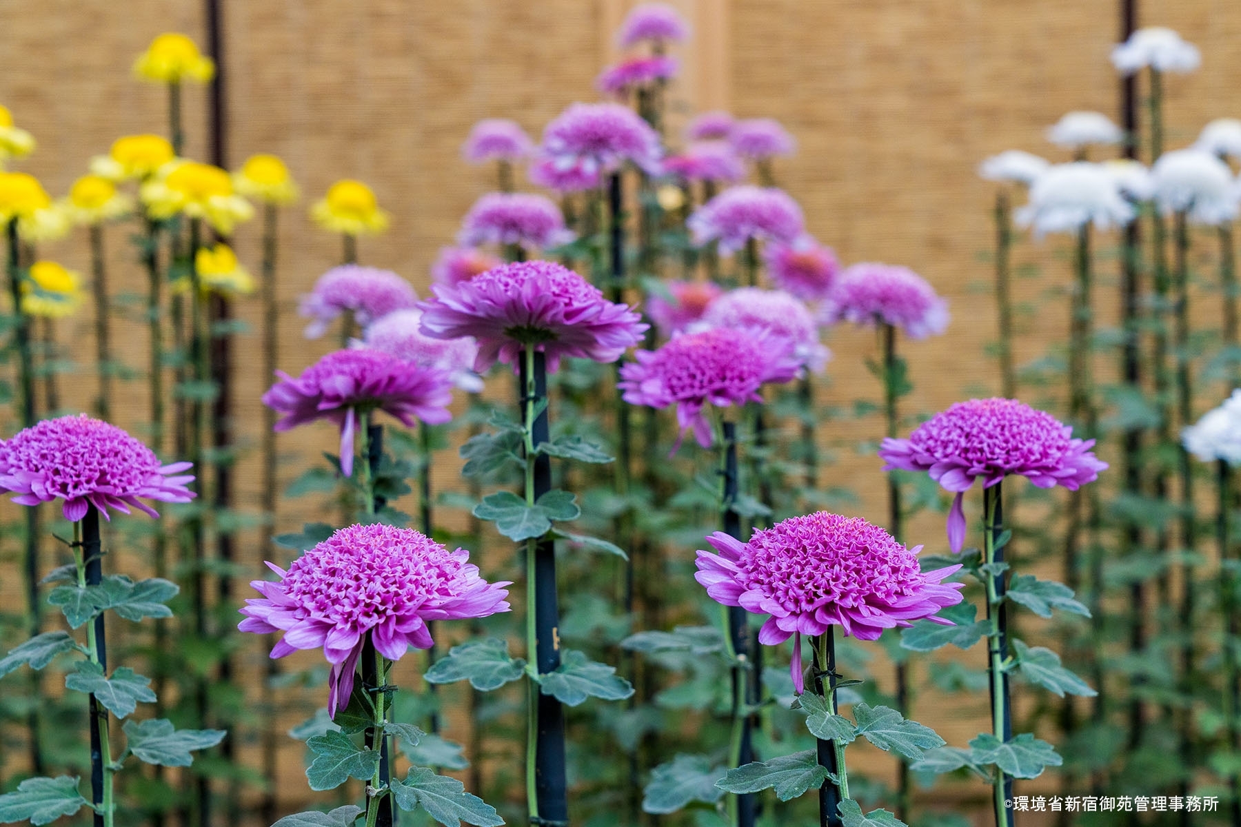 菊10　