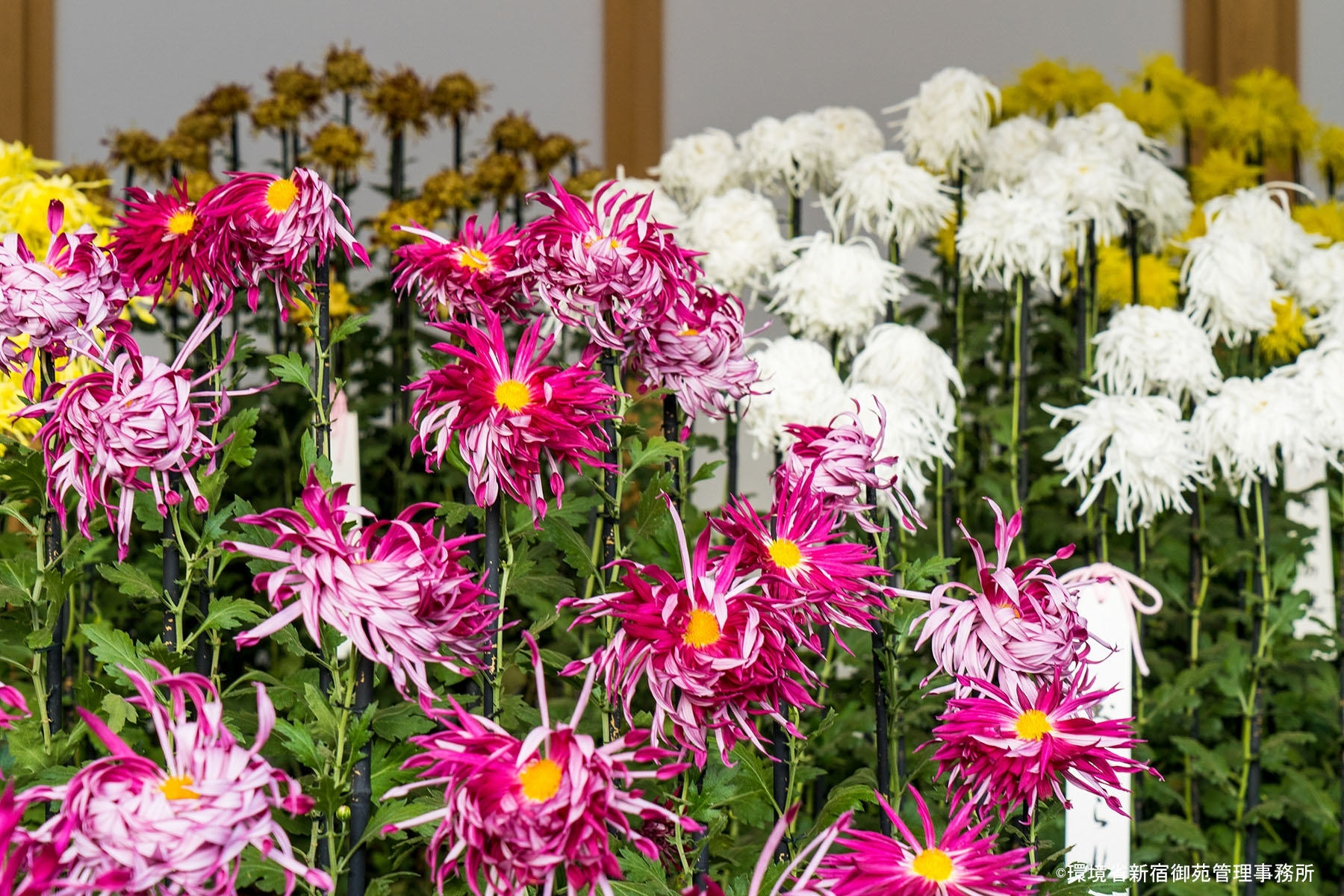 菊14　