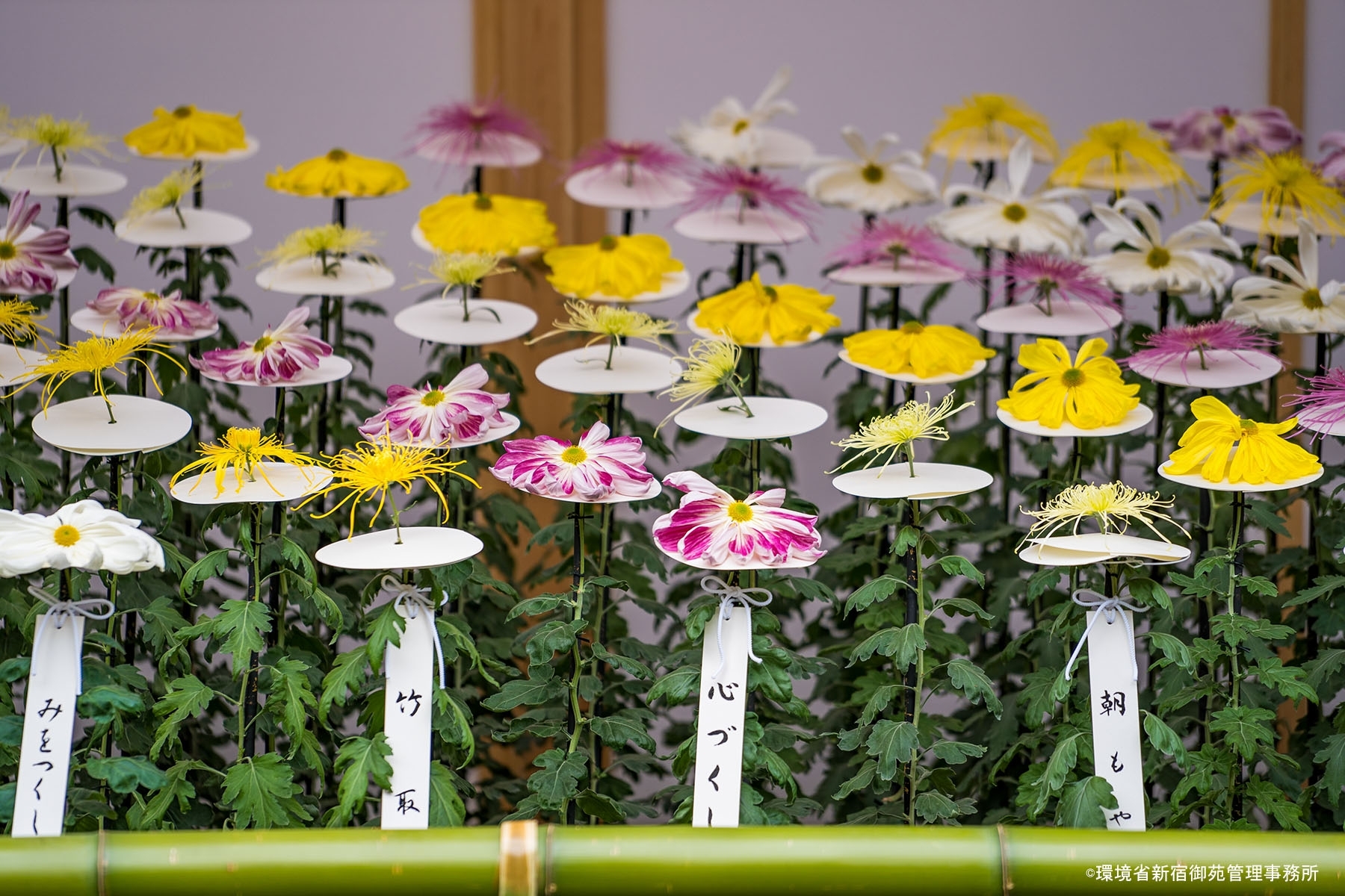 菊17　