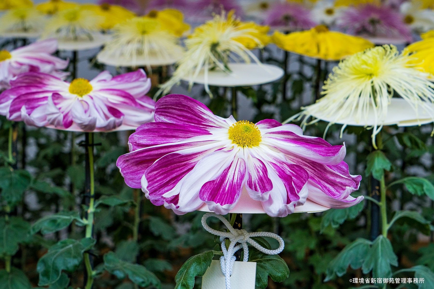 菊18　