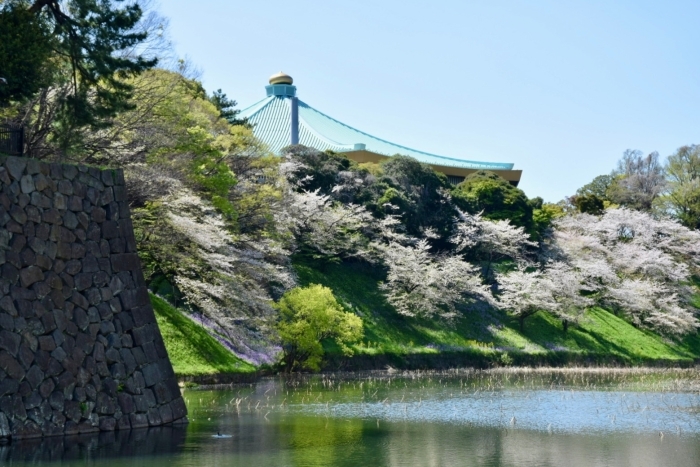 武道館と桜