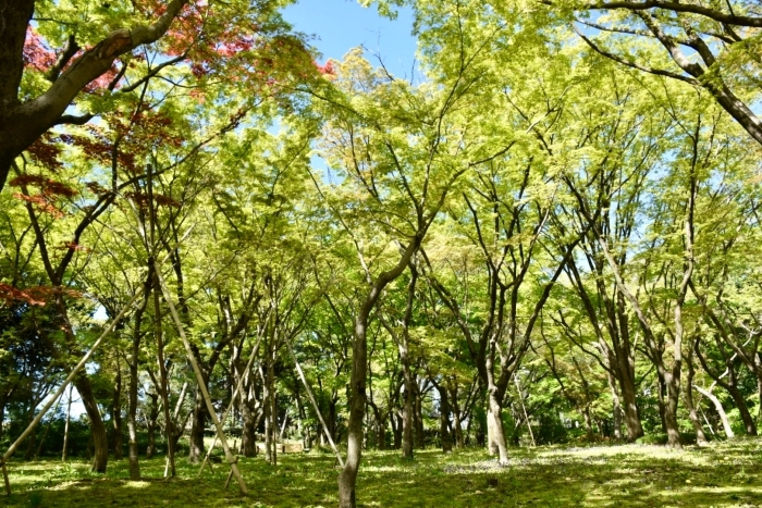 北の丸公園 モミジ林