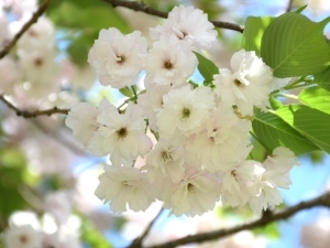 イチヨウの枝