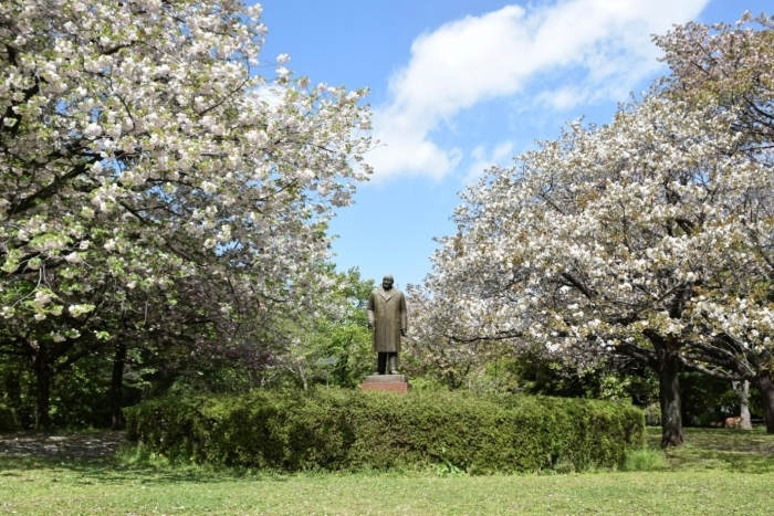 北の丸公園の桜と吉田茂像
