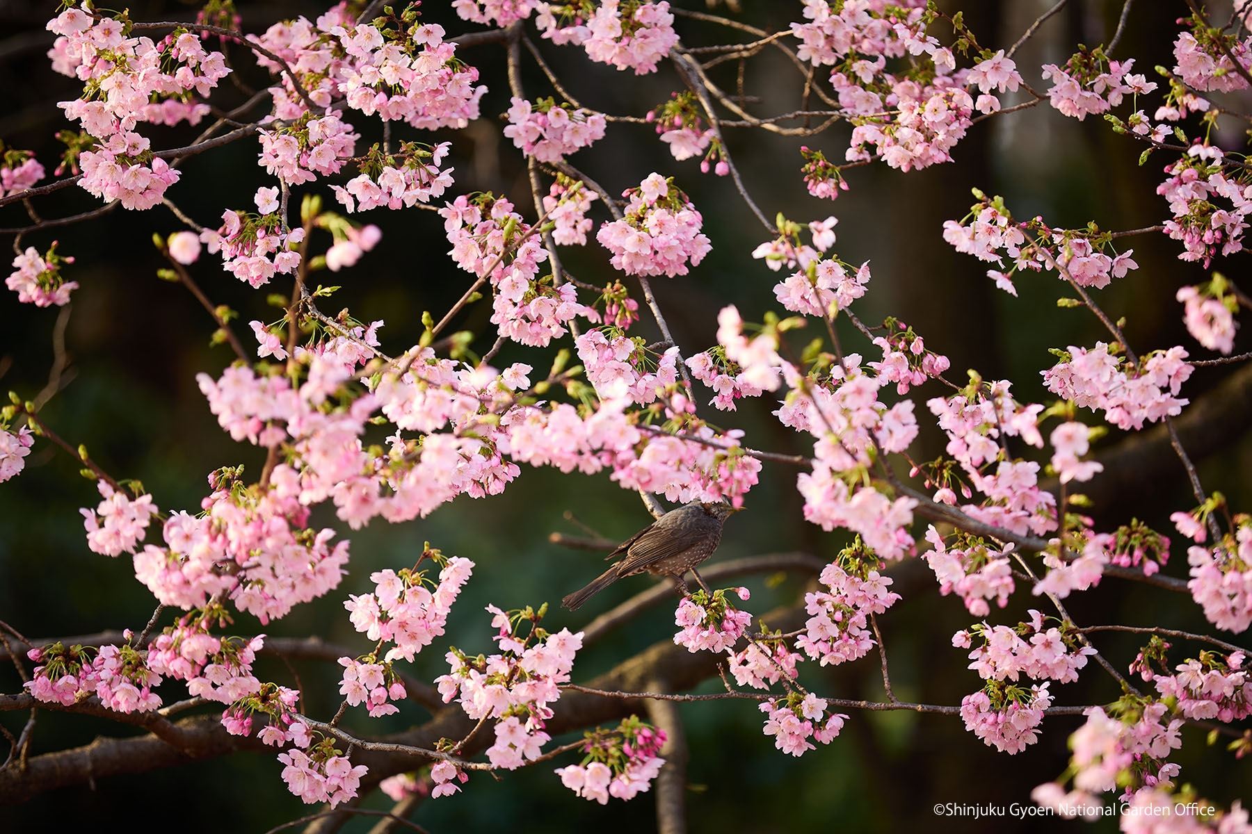 桜15　