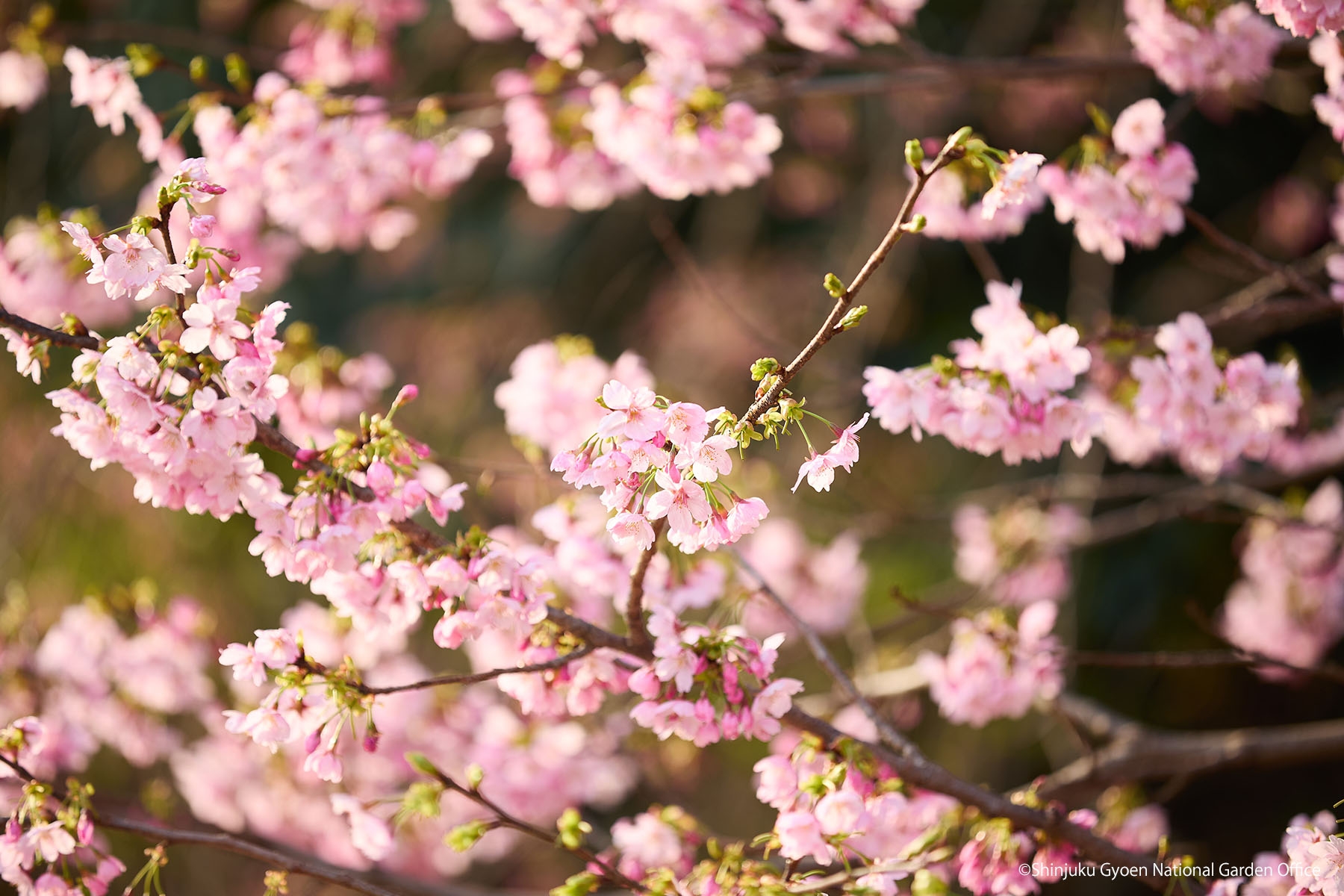 桜16　