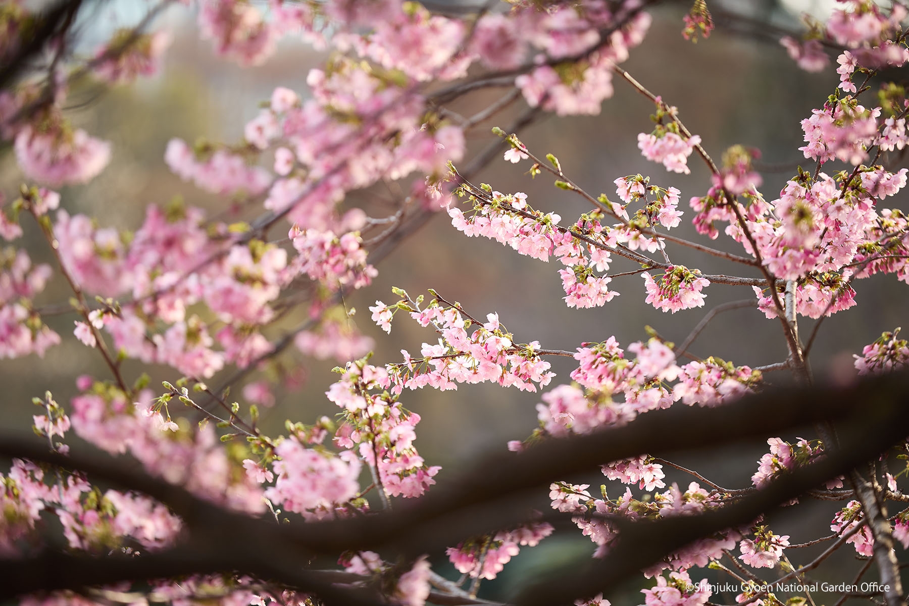 桜17　