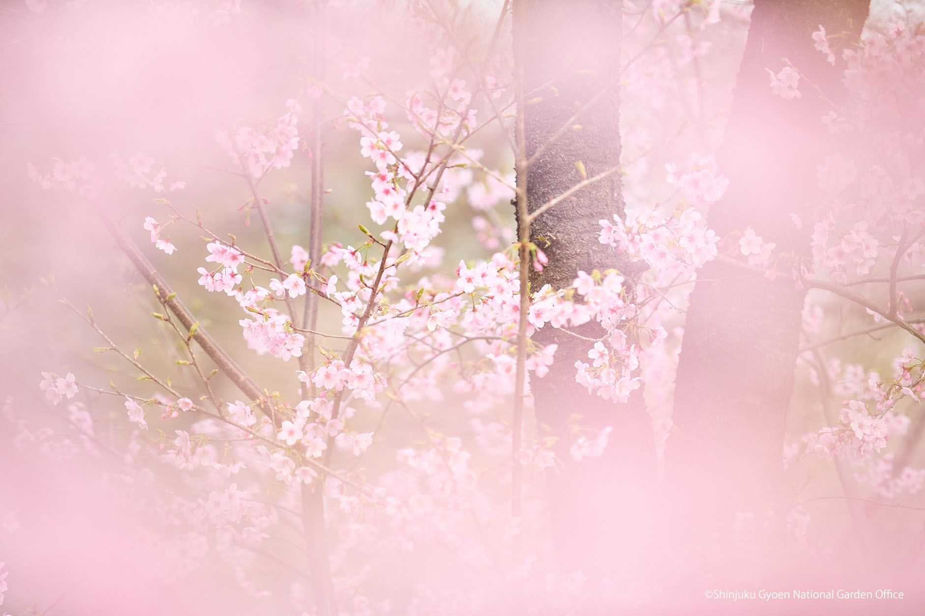 桜18　