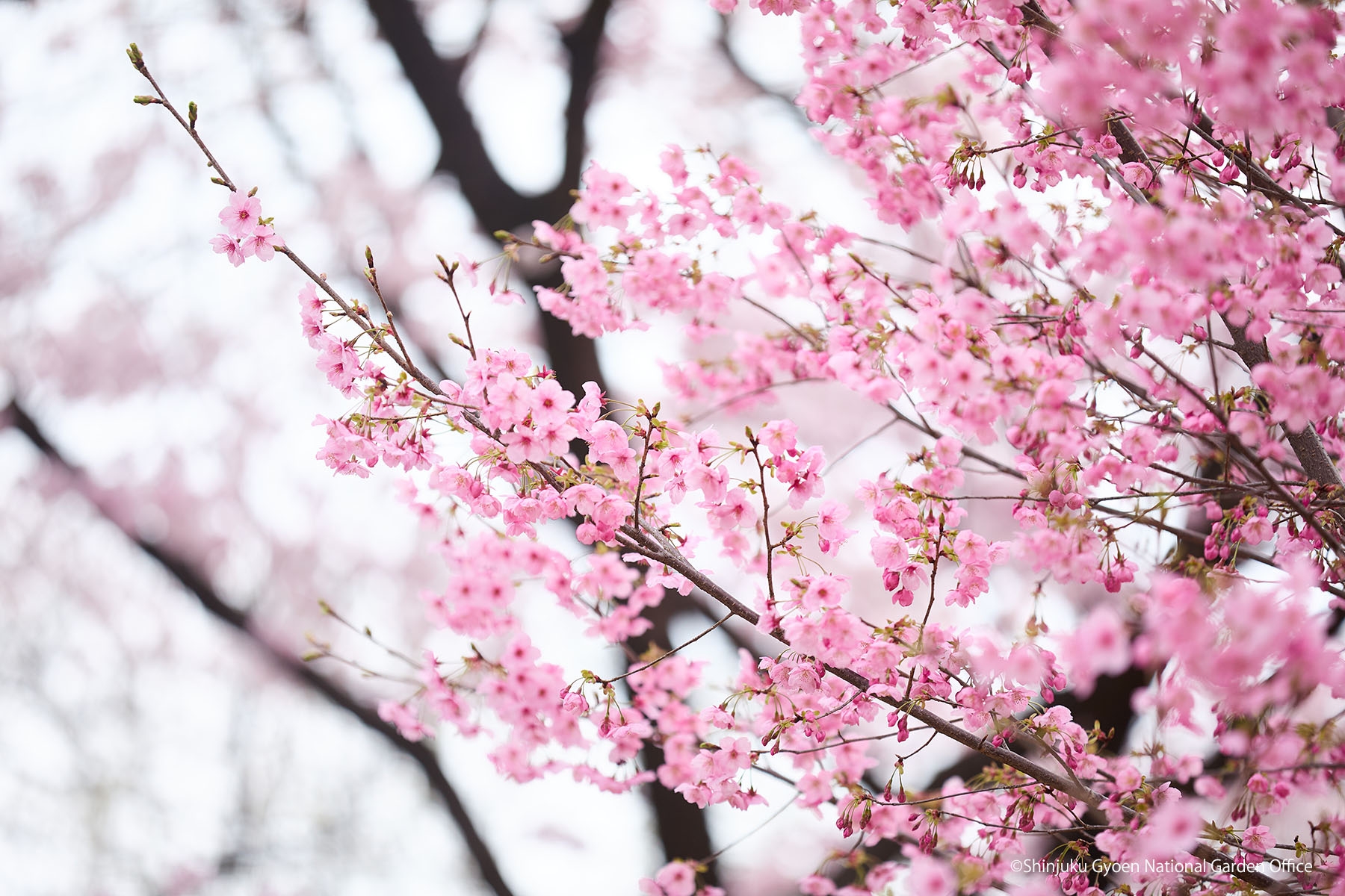 桜19　
