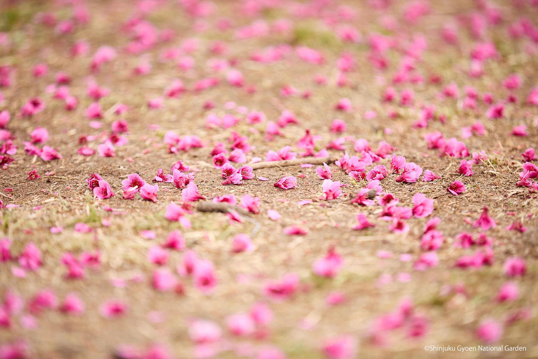 桜20　