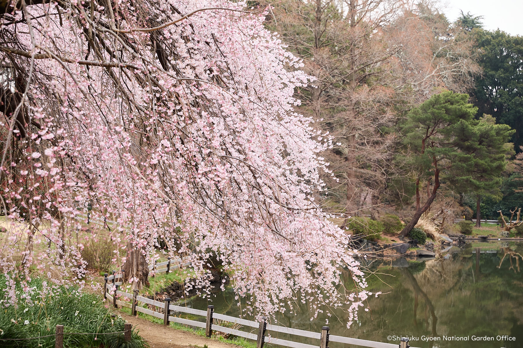 桜21　