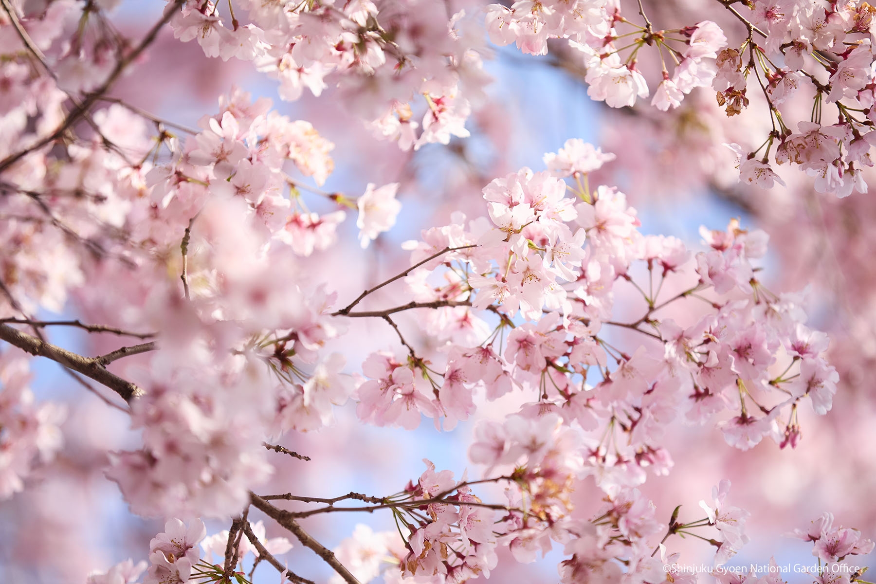 桜22　