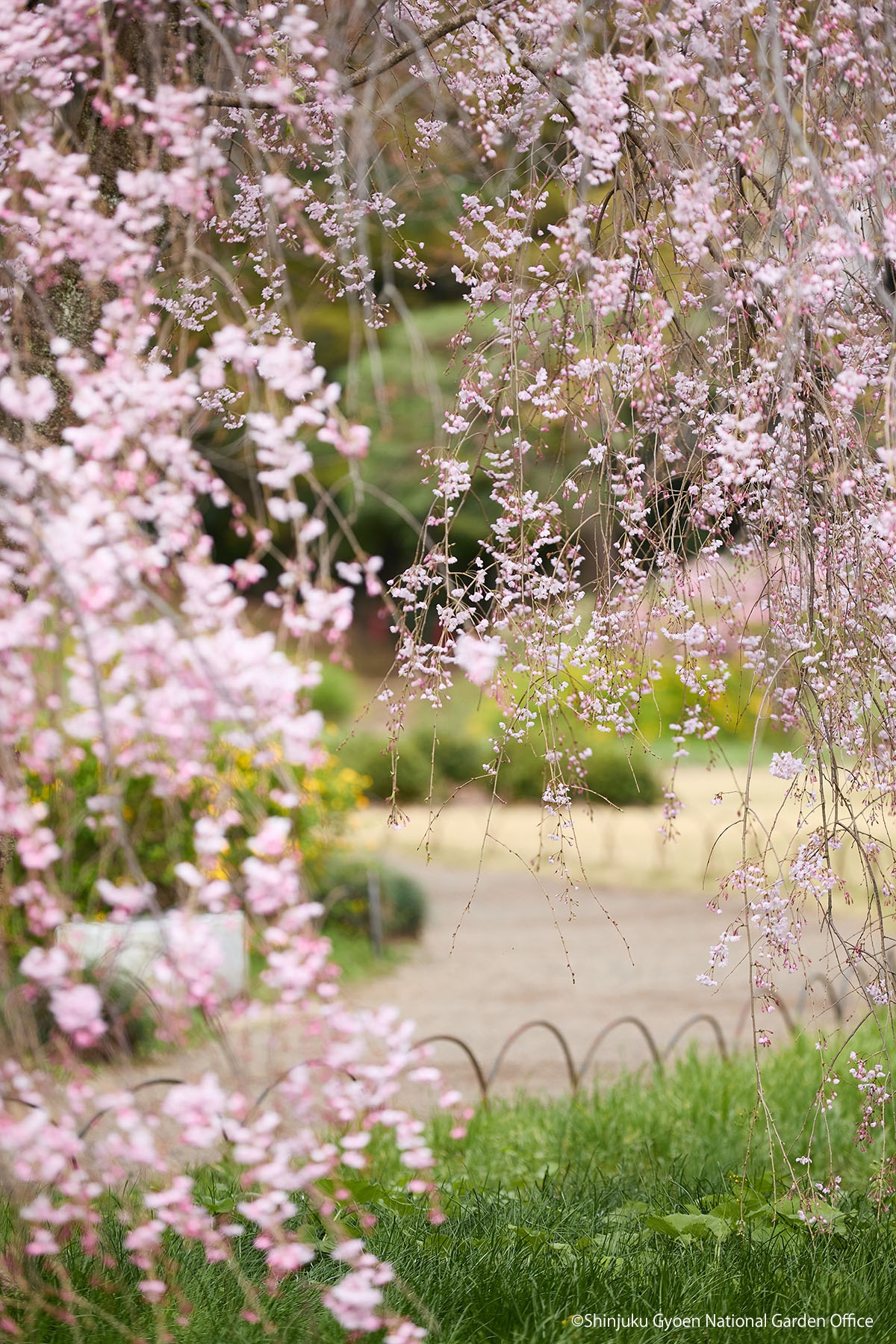 桜23　