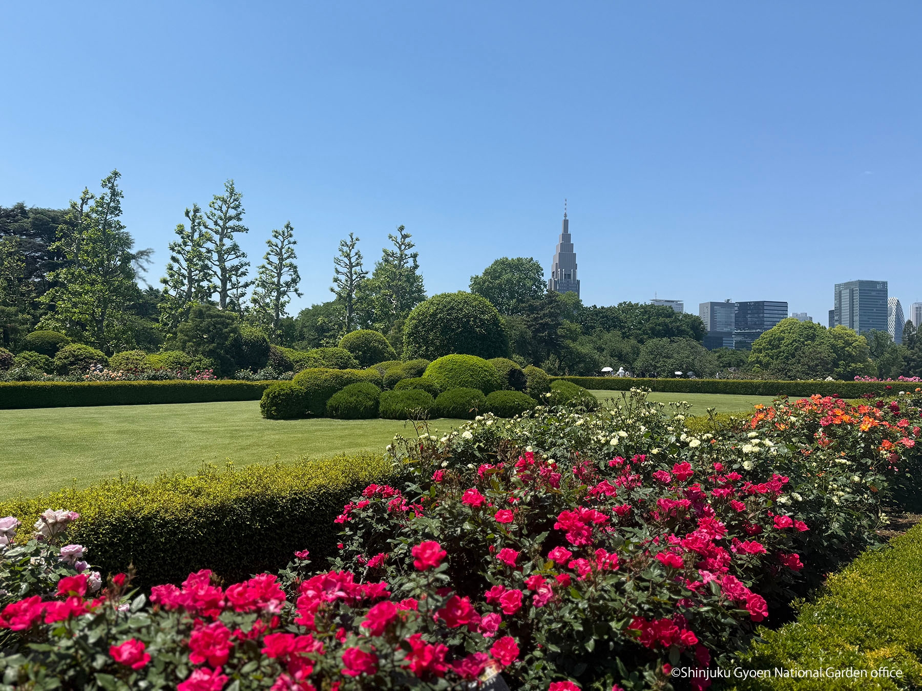 バラ花壇5　