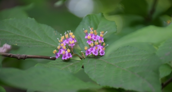 ムラサキシキブの花