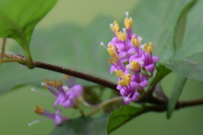 ムラサキシキブの花冠と葯