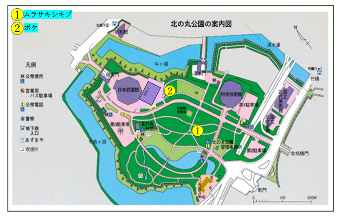 北の丸公園のムラサキシキブとボケの位置図