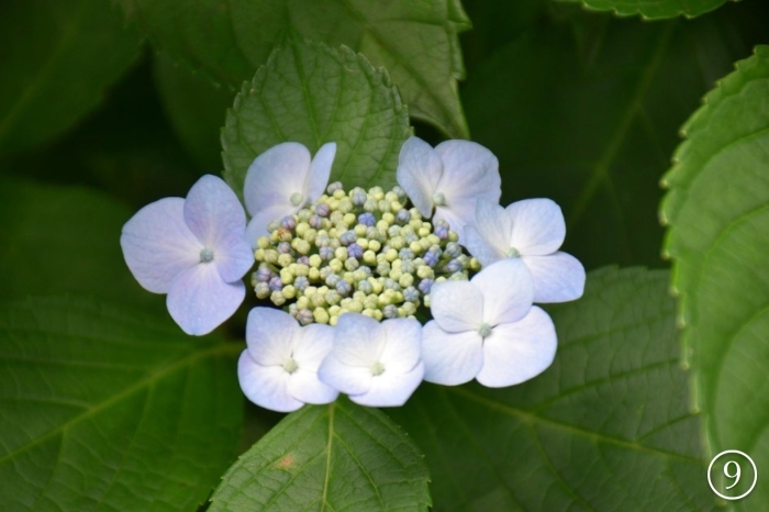 真花はまだつぼみのガクアジサイ
