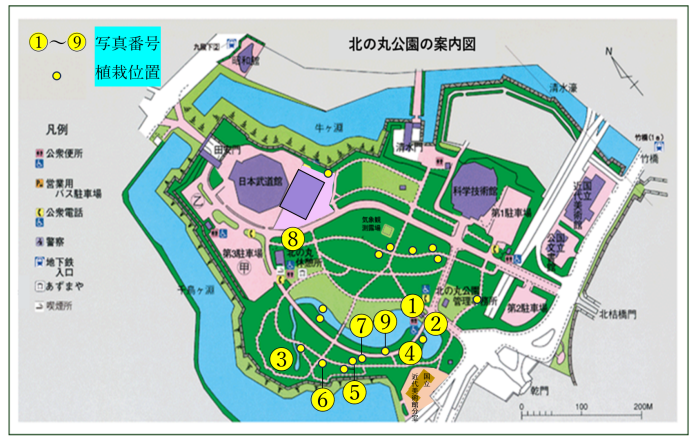 アジサイの位置図