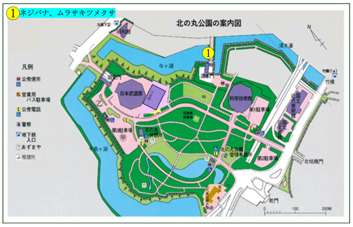 ネジバナとムラサキツメクサの位置図