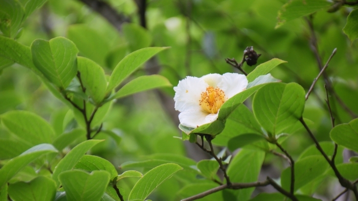 ナツツバキの花