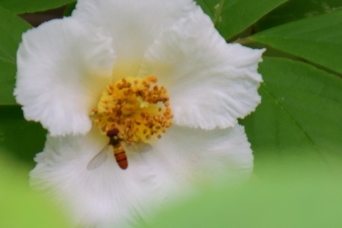 ハチとナツツバキの花