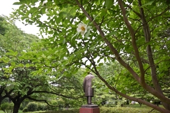 吉田茂像とナツツバキ