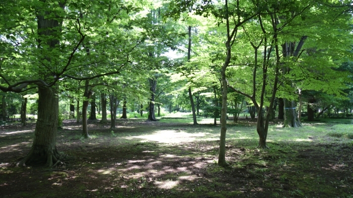 北樹林地の樹木