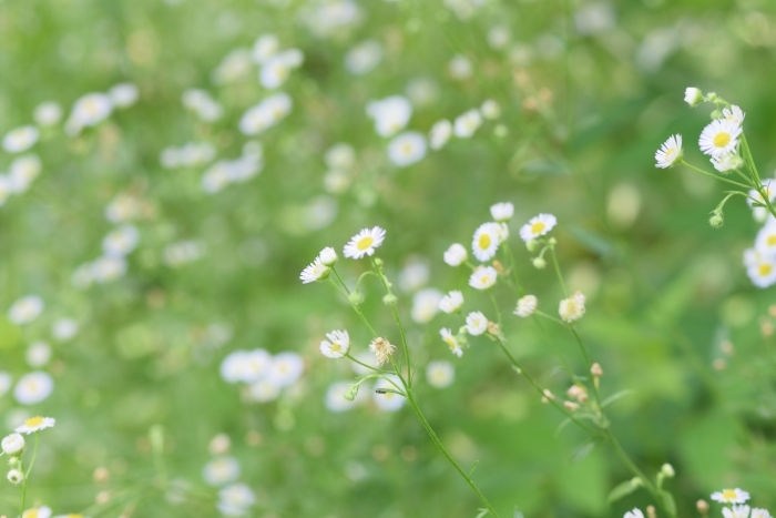 ヒメジョオンの花畑
