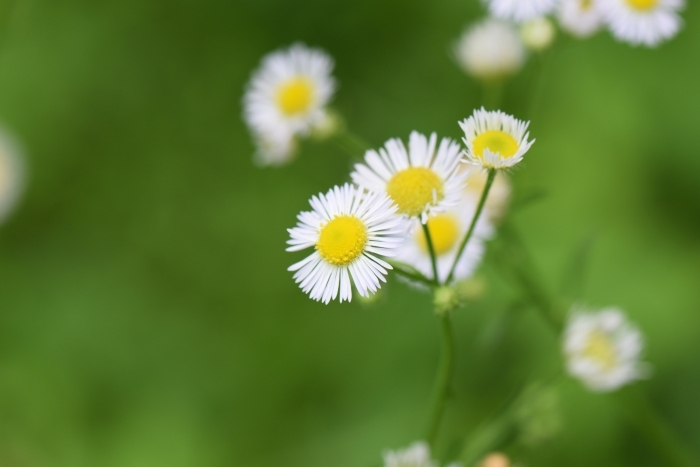 ヒメジョオンの花先