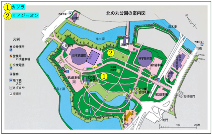 カツラとヒメジョオンの位置図