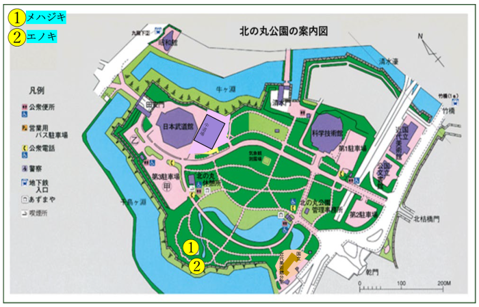 メハジキとエノキの位置図