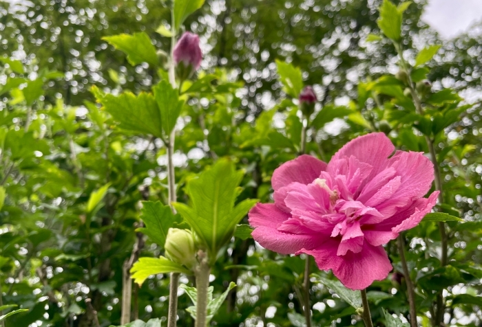ムクゲの花