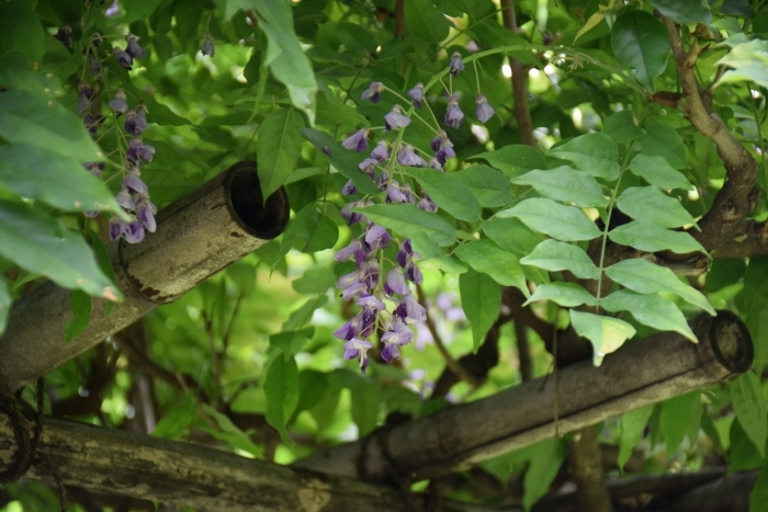 2度咲きしたノダフジの花