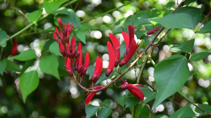 サンゴシトウの花