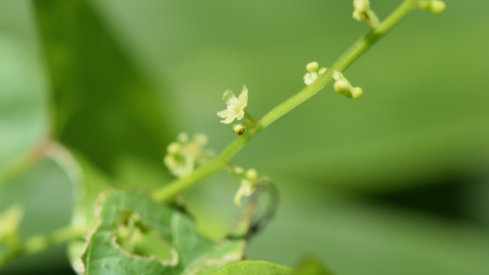 オニドコロの花