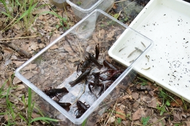 捕獲したアメリカザリガニ