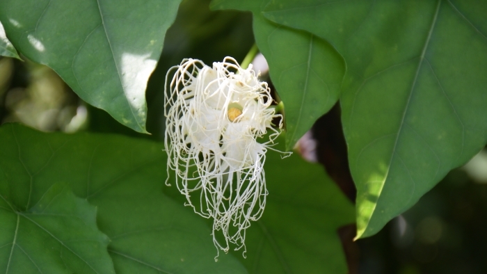 キカラスウリの花