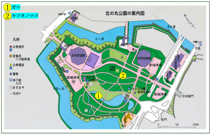 ガマとキツネノマゴの位置図