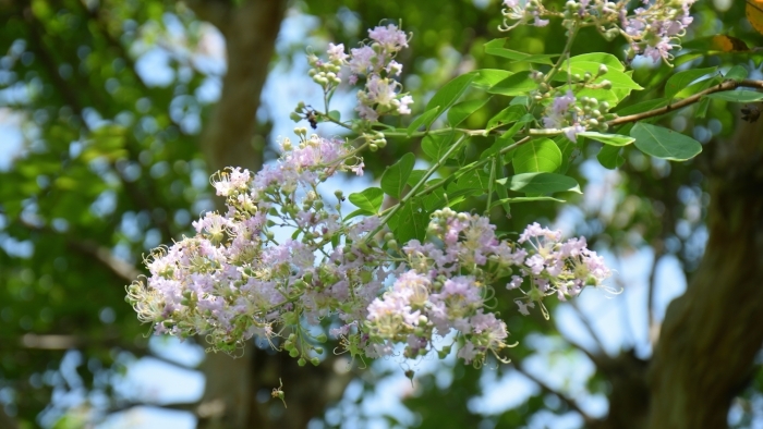 サルスベリの花