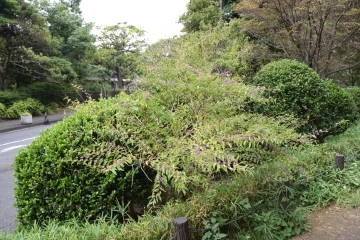 コムラサキの木