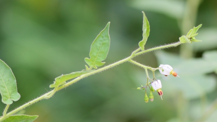 ヒヨドリジョウゴの花