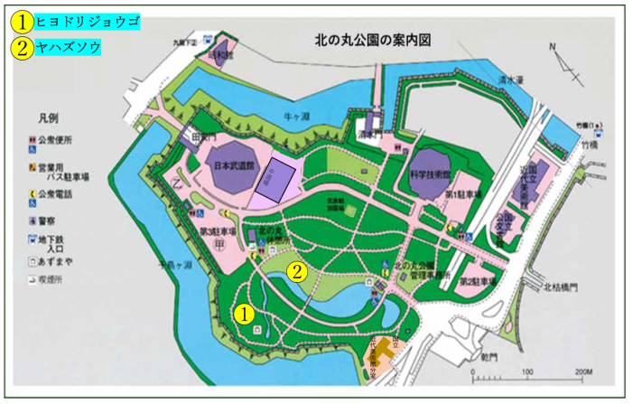 ヒヨドリジョウゴとヤハズソウの位置図