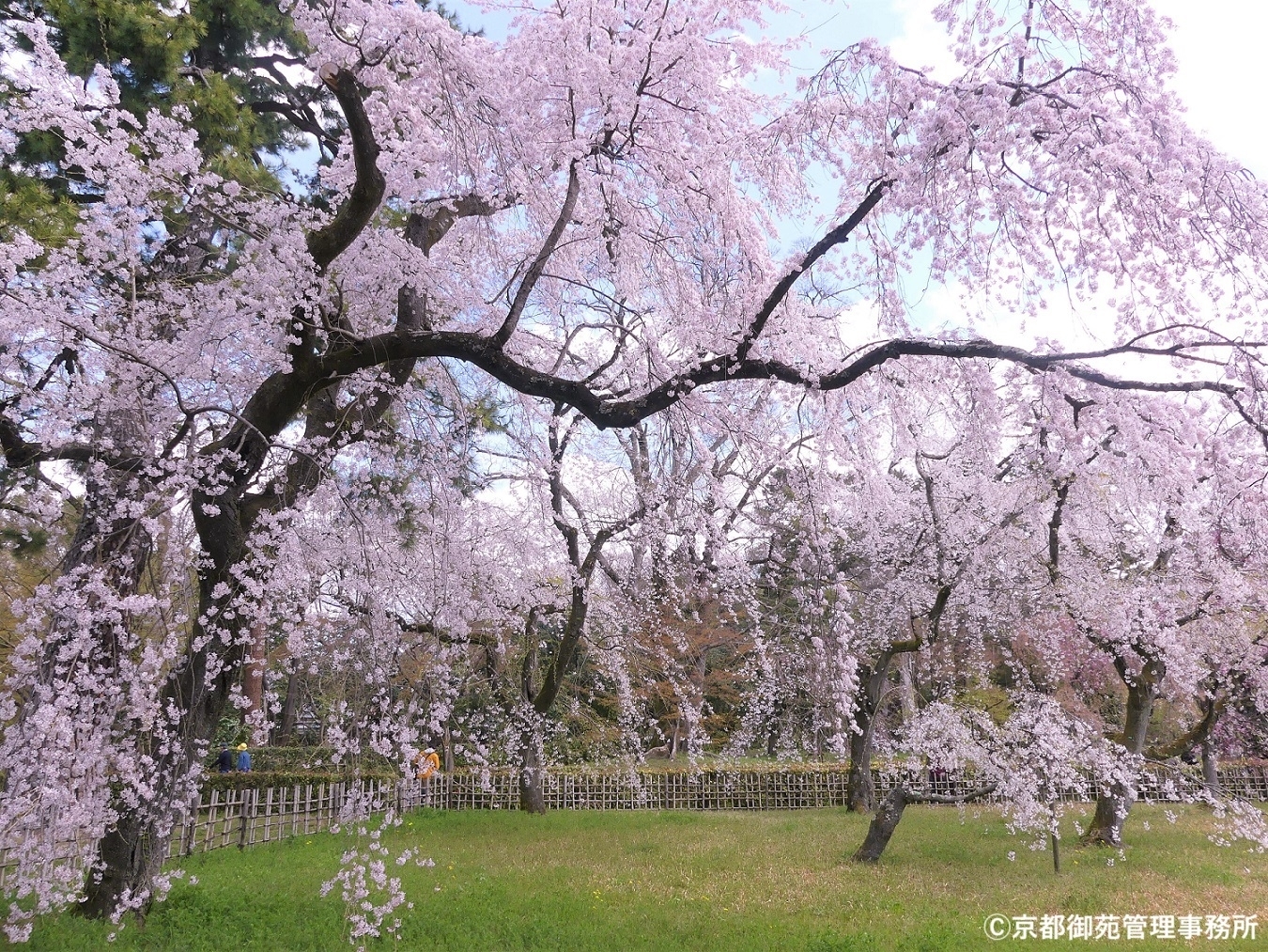 A4_近衛邸跡の枝垂れ桜　