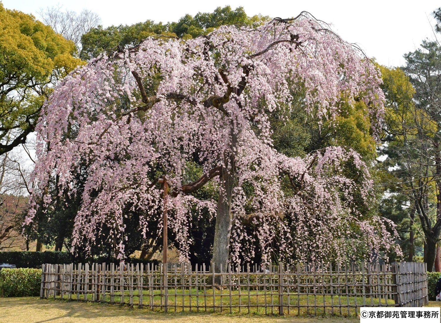 A6_出水の枝垂れ桜　