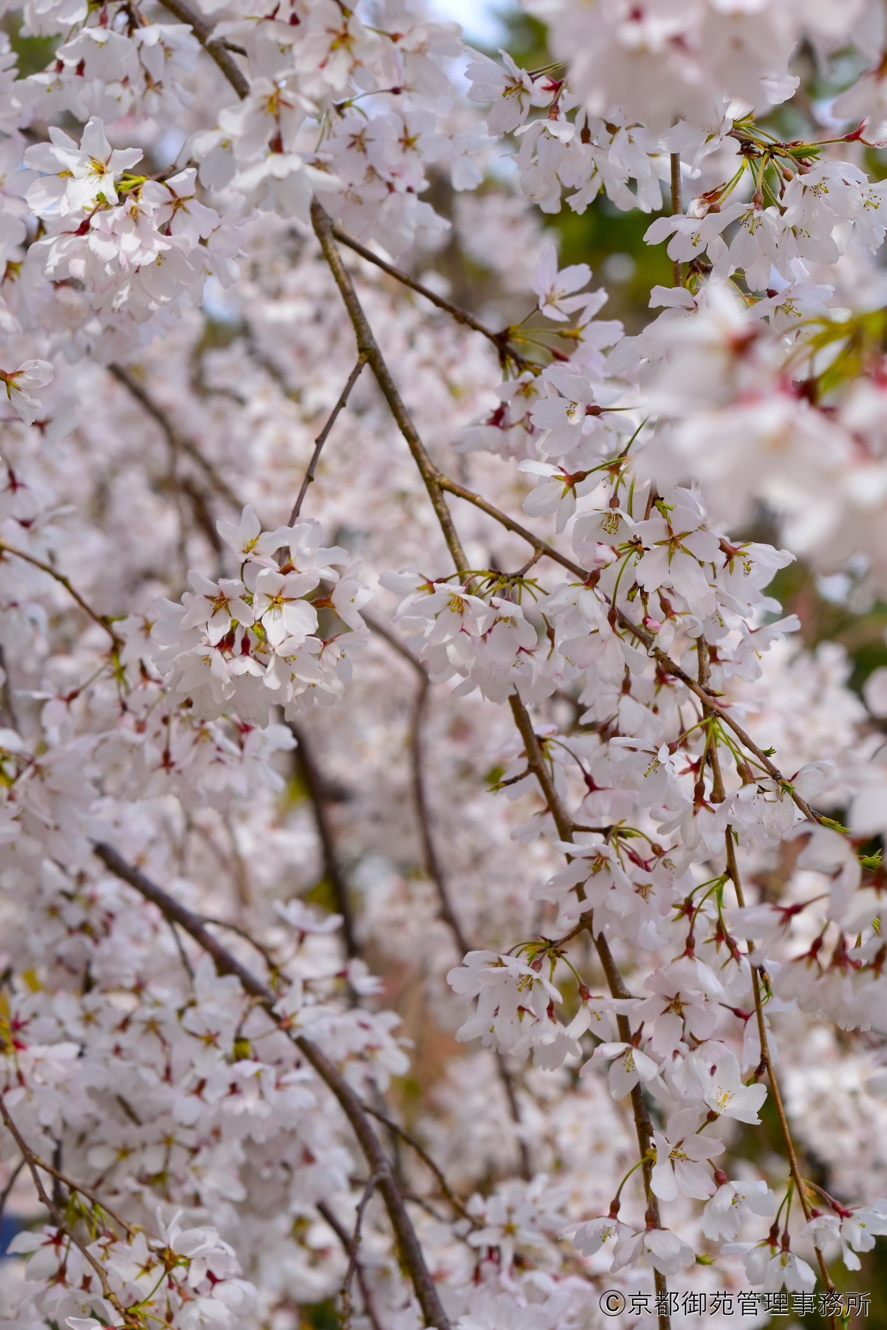 A7_近衛邸跡の枝垂れ桜　