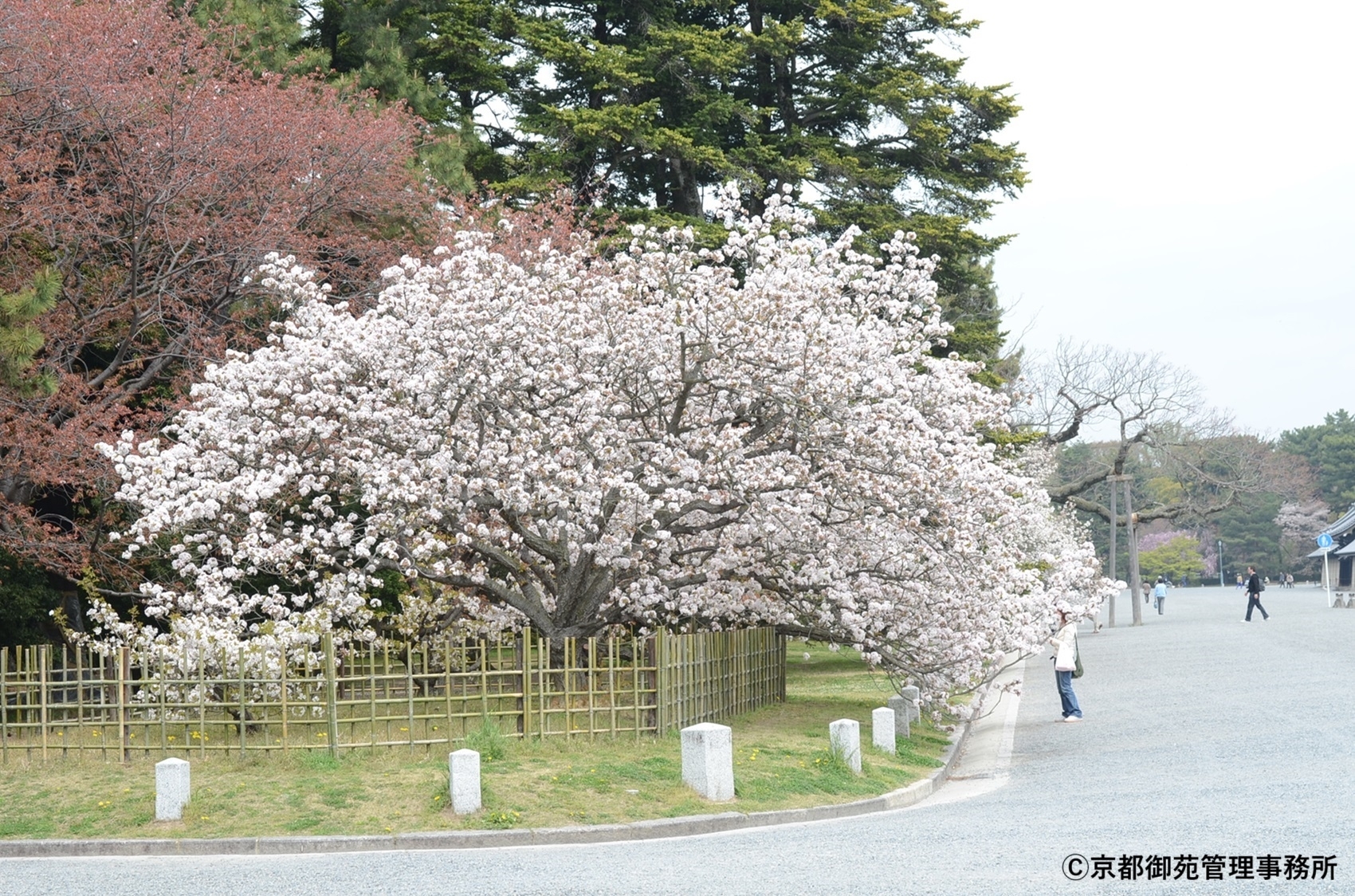 A11_車返桜　