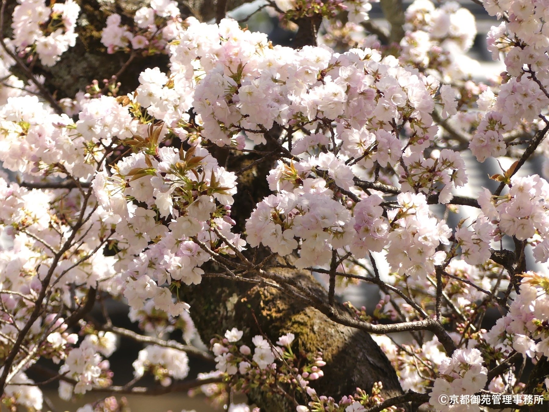 A12_車返桜　